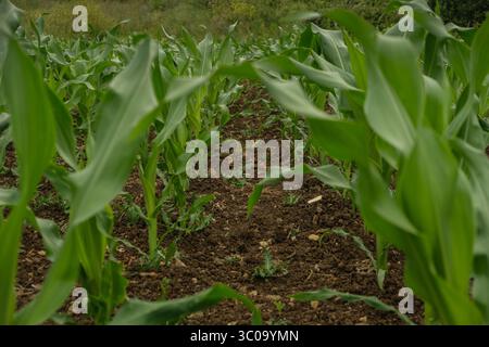 Junge Maisfeldreihen, die in fruchtbarem Boden wachsen Stockfoto