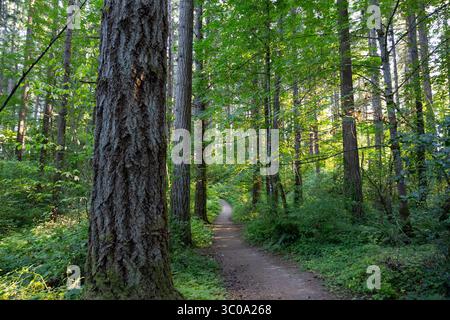 Wandern auf unbefestigtem Weg im Wald Stockfoto