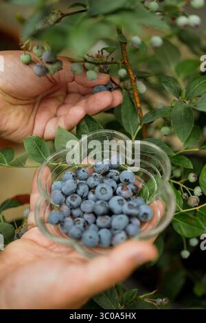 Hausgemachte Blaubeeren aus Büschen pflücken Stockfoto