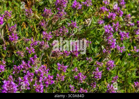 Blühender Duft Thymus serpyllum, Breckland Wildthymian, Kriechthymian oder Elfinthymian Nahaufnahme, Makrofoto. Wunderschönes Essen und Heilpflanze i Stockfoto