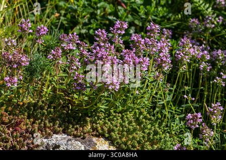 Blühender Duft Thymus serpyllum, Breckland Wildthymian, Kriechthymian oder Elfinthymian Nahaufnahme, Makrofoto. Wunderschönes Essen und Heilpflanze i Stockfoto