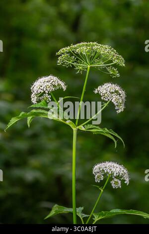 Weiße Blütenstände und grüne Blätter der Pflanze Aethusa cynapium. Stockfoto