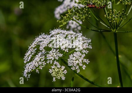 Weiße Blütenstände und grüne Blätter der Pflanze Aethusa cynapium. Stockfoto