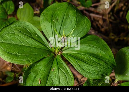 Sehr giftige Pflanze Rabenauge vierblättrige Paris quadrifolia auch bekannt, Beere oder True Lovers Knot wächst in der Wildnis in einem Wald. Stockfoto