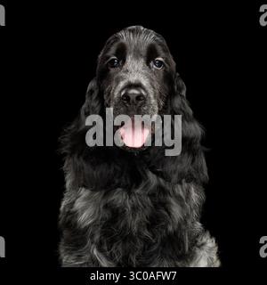Ein verspielter schwarzer englischer Cocker Spaniel sitzt bequem auf einem soliden schwarzen Hintergrund, seine Zunge hängt verspielt heraus und sieht fröhlich aus Stockfoto