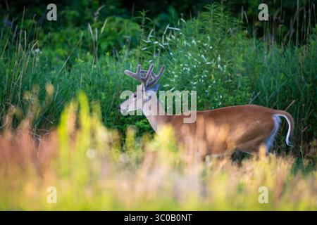 Ich habe an einem Spätsommer Bock in Samt gefickt Stockfoto