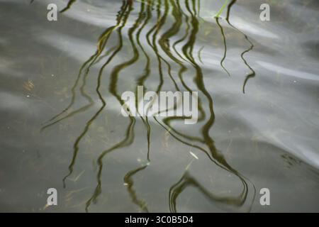 Tanzende Schilfspiegelung im Teich Stockfoto