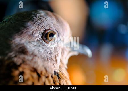 Nahaufnahme eines Vogelkopfes mit Schnabel und Auge Stockfoto