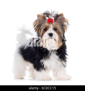 Niedlicher junger Erwachsener Biewer Yorkshire Terrier Hund, stehend. Die Haare sind mit roter Fliege gebunden. Blick direkt auf die Kamera. Isoliert auf einem weißen Rücken Stockfoto