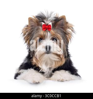 Süßer junger, erwachsener Biewer Yorkshire Terrier Hund, der nach vorne hin liegt. Die Haare sind mit roter Fliege gebunden. Blick direkt auf die Kamera. Isoliert auf einen Witz Stockfoto