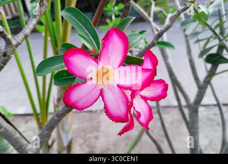 Eine leuchtend rosa Adeniumblume (auch bekannt als Wüstenrose) in voller Blüte Stockfoto