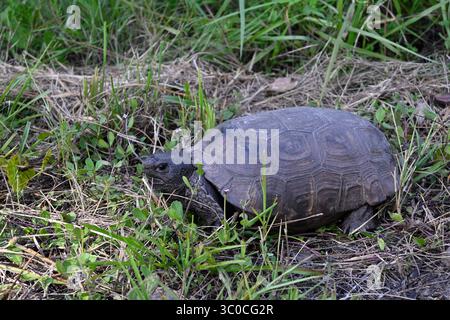 Gopher Schildkröte in Zentral-Florida Stockfoto