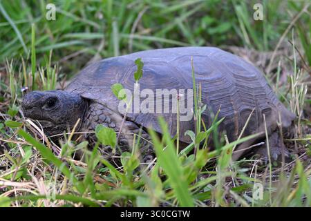Gopher Schildkröte in Zentral-Florida Stockfoto