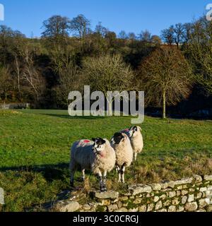 Schafherde in landschaftlich reizvollem Feld (Tiere auf Entdeckungsreise, Halt nahe am Rand des schieren Tropfens) - Bolton Abbey Anwesen Park, Yorkshire Dales, England, Großbritannien. Stockfoto