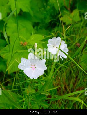 Malva moschata, die Moschusmalve oder Moschusmalve eine blühende Pflanze im Sommer auf der oberen Halbinsel von Michigan, USA. Stockfoto