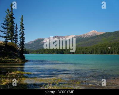 Der wunderschöne türkisfarbene Maligne Lake mit Blick auf die Berge, ein lebendiger blauer Himmel und ein Kiefernwald entlang der linken Küste im Jasper National Park, Kanada. Stockfoto