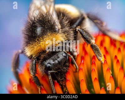 Nahaufnahme von Hummeln bestäubenden Echinacea-Blüten Stockfoto