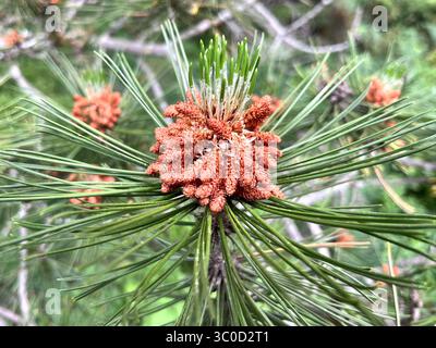 Männliche Pollenzapfen, die sich auf einem bosnischen Kiefernzweig (Pinus heldreichii) entwickeln, zeigen das frühe Fortpflanzungsstadium dieser einheimischen Balkangebirgskonifer Stockfoto
