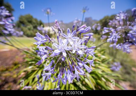 Januar 2018 - Kapstadt, Westkap, Südafrika - Blaue afrikanische Lilien in den Kirstenbosch Botanical Gardens in Kapstadt, Südafrika (Bild: © Edwin Remsberg / Vwpics/VW Pics via ZUMA Wire) Stockfoto