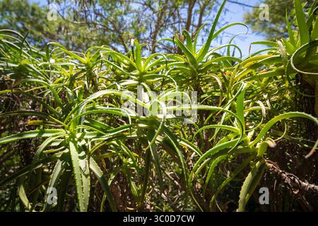 Januar 2018 - Kapstadt, Westkap, Südafrika - Sukkulente Aloe-Pflanzen in den Kirstenbosch Botanical Gardens in Kapstadt, Südafrika (Bild: © Edwin Remsberg / Vwpics/VW Pics via ZUMA Wire) Stockfoto