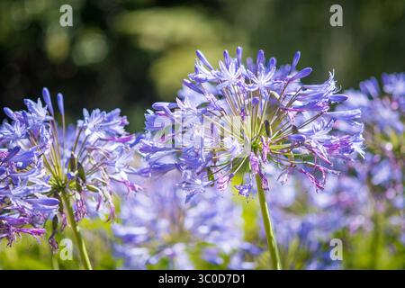 Januar 2018 - Kapstadt, Westkap, Südafrika - die Kirstenbosch Botanical Gardens in Kapstadt, Südafrika (Bild: © Edwin Remsberg / Vwpics/VW Pics via ZUMA Wire) Stockfoto