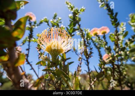 4. Januar 2018 - Kapstadt, Westkap, Südafrika - Pincushion Protea Bushi in den Kirstenbosch Botanical Gardens in Kapstadt, Südafrika (Bild: © Edwin Remsberg / Vwpics/VW Pics via ZUMA Wire) Stockfoto