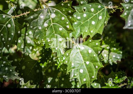 Januar 2018 - Kapstadt, Westkap, Südafrika - Brennnessel mit Fleckenmuster im Kirstenbosch Botanical Gardens in Kapstadt, Südafrika (Bild: © Edwin Remsberg / Vwpics/VW Pics Via ZUMA Wire) Stockfoto