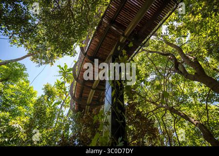 Januar 2018 - Kapstadt, Westkap, Südafrika - Blick von unten auf den Centenary Tree Canopy Walkway in den Kirstenbosch Botanical Gardens in Kapstadt, Südafrika (Bild: © Edwin Remsberg / Vwpics/VW Pics Via ZUMA Wire) Stockfoto