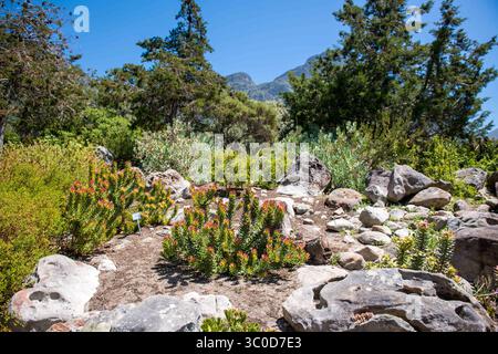 Januar 2018 - Kapstadt, Westkap, Südafrika - die Kirstenbosch Botanical Gardens in Kapstadt, Südafrika (Bild: © Edwin Remsberg / Vwpics/VW Pics via ZUMA Wire) Stockfoto