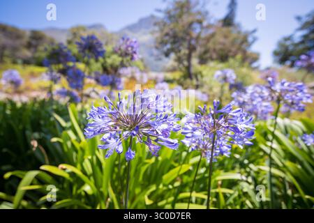 Januar 2018 - Kapstadt, Westkap, Südafrika - Blaue afrikanische Lilien in den Kirstenbosch Botanical Gardens in Kapstadt, Südafrika (Bild: © Edwin Remsberg / Vwpics/VW Pics via ZUMA Wire) Stockfoto