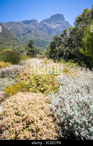 Januar 2018 - Kapstadt, Westkap, Südafrika - Blick auf die Fauna in den Kirstenbosch Botanical Gardens in Kapstadt, Südafrika (Bild: © Edwin Remsberg / Vwpics/VW Pics Via ZUMA Wire) Stockfoto