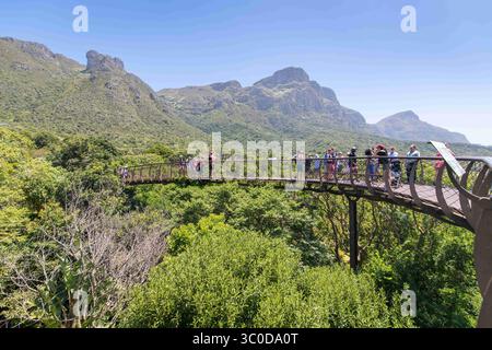 Januar 2018 - Kapstadt, Westkap, Südafrika - Blick auf die Baumwipfel des Centenary Tree Canopy Walkway in den Kirstenbosch Botanical Gardens in Kapstadt, Südafrika (Bild: © Edwin Remsberg / Vwpics/VW Pics Via ZUMA Wire) Stockfoto