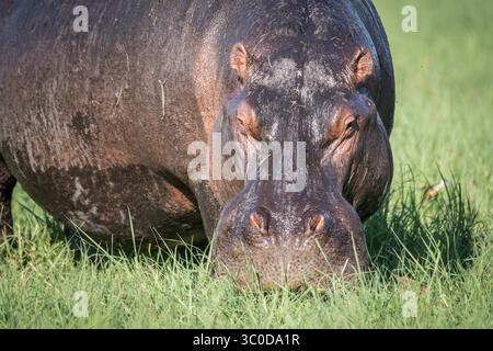 7. Januar 2018: Kasane, Botswana: Ein großer Flusspferd grast auf einigen Gräsern am Chobe River. Chobe-Nationalpark – Botswana (Bild: © Edwin Remsberg/Vwpics/VW Pics via ZUMA Wire) Stockfoto