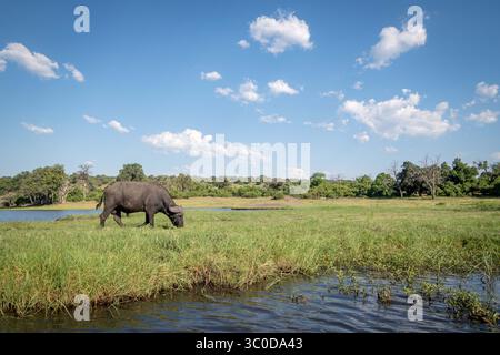 7. Januar 2018: Kasane, Botswana - der wilde afrikanische Büffel in seinem natürlichen Lebensraum weidet auf einigen Gräsern entlang des Chobe River. Chobe-Nationalpark – Botswana (Bild: © Edwin Remsberg/Vwpics/VW Pics via ZUMA Wire) Stockfoto