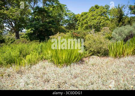 Januar 2018 - Kapstadt, Westkap, Südafrika - Blick auf die Fauna in den Kirstenbosch Botanical Gardens in Kapstadt, Südafrika (Bild: © Edwin Remsberg / Vwpics/VW Pics Via ZUMA Wire) Stockfoto