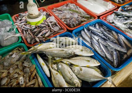 Asiatischer Fischmarkt, frische Meeresfrüchte-Auswahl mit verschiedenen Fischsorten auf Tabletts Stockfoto