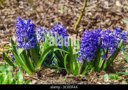 Hyazinthen blühen im Frühling. Nahaufnahme blühender Hyazinthen in hellblauer Farbe gegen Unschärfe. Frühlingsblumenszene mit weichem grünem Hintergrund. Stockfoto