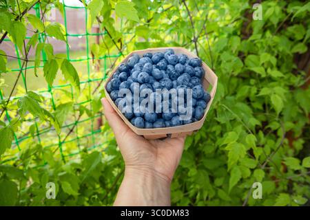 Frische Heidelbeeren in einem Holzkorb, der in der Hand vor einem grünen Laubhintergrund gehalten wird, um Textur Farbe und Frische hervorzuheben Stockfoto