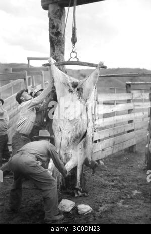 21. August 2018 - Montana, USA - Metzgerei A Cow, Quarter Circle U Ranch, Montana, USA, Arthur Rothstein, Farm Security Administration, Juni 1939 (Bild: © JT Vintage/Glasshouse Via ZUMA Wire) Stockfoto
