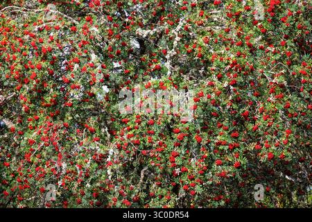 Rote vogelbeeren auf den Ästen Stockfoto