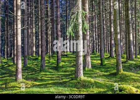 Baumstämme in einem Nadelwald mit grünem Moos bedeckten den Boden Stockfoto