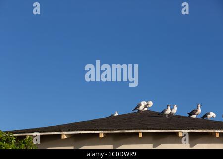 Eine Gruppe Möwen sitzt auf dem Dach eines Gebäudes und genießt die Aussicht und die Wärme der Sonne. Stockfoto