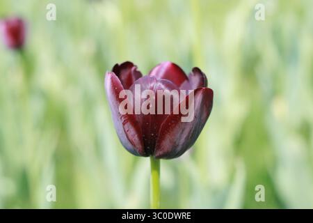 Eine Nahaufnahme fängt die Schönheit einer einzelnen, dunkelroten Tulpe in voller Blüte ein, deren Blütenblätter eine satte, samtige Textur aufweisen. Die Tulpe steht hoch auf Stockfoto