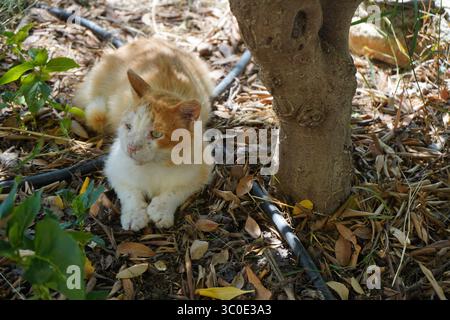 Verletzte streunende Katze mit orangefarbenem und weißem Fell im Schatten unter einem Baum, umgeben von trockenen Blättern und Gartenschlauch, in einer natürlichen Umgebung im Freien. Stockfoto