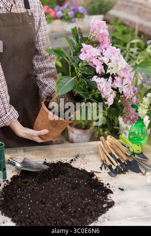 Hände, die Hortensie in einen Topf mit Boden- und Gartenwerkzeugen umpflanzen, Frühlingsblumenpflege und Pflanzen Stockfoto