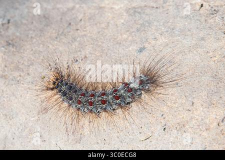 Haarige Lymantrien dispar raupe, mit blauen und roten Flecken, die auf Stein krabbeln Stockfoto