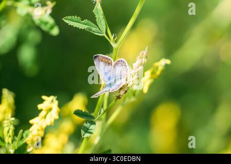 Weiblicher gemeiner Blauer Schmetterling (Polyommatus icarus) Newport Wetlands Wales UK. Juli 2025 Stockfoto