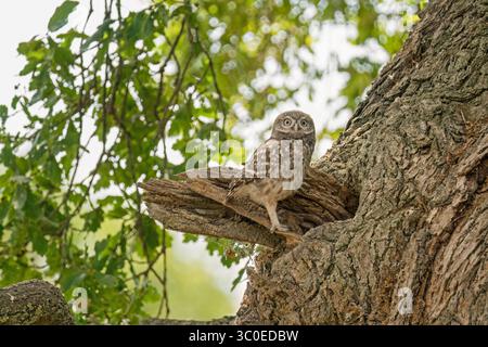 Junge kleine Eule (Athene noctua), die am Eingang zum Loch in einer Eiche thront. Worcestershire England Vereinigtes Königreich. Juli 2025 Stockfoto