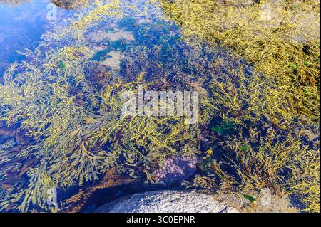 Algen an einem geschützten felsigen Ufer im Südwesten Norwegens. Wir sehen unter anderem Knotenwickel (Ascophyllum nodosum), Blasenwickel (Fucus vesiculosus Stockfoto