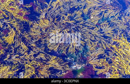 Gezahnte Wracke (Fucus serratus), geknotete Wracke (Ascophyllum nodosum) und andere Algen und Algen. Foto von einer geschützten äußeren felsigen Küste im Süden Stockfoto